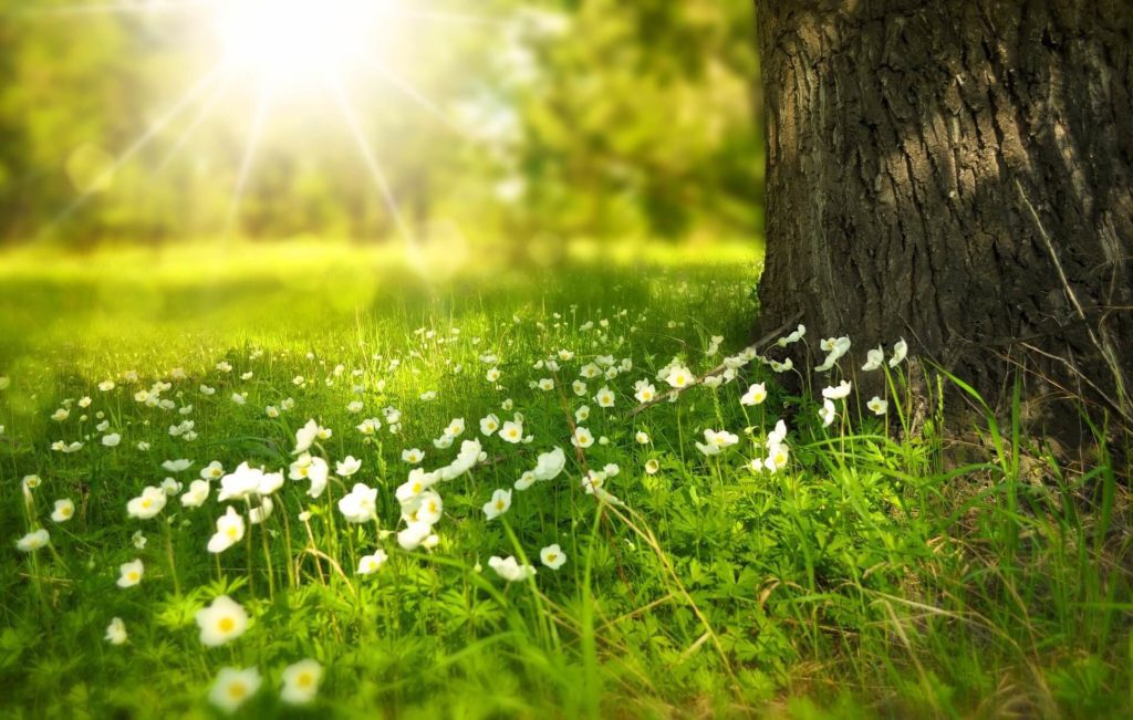 Field of white flowers by a tree trunk.